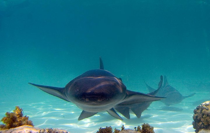 Nurse sharks